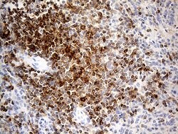 LY9 Mouse anti-Human, Clone: OTI2H4, lyophilized, TrueMAB 100 &mu;g; Unconjugated:Antibodies,