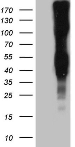 LY9 Mouse anti-Human, Clone: OTI2H4, lyophilized, TrueMAB 100 &mu;g; Unconjugated:Antibodies,