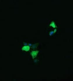 LYZ Monoclonal Antibody (OTI1D8), TrueMAB , OriGene 100 &mu;L; Unconjugated:Antibodies,