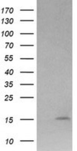 LYZ Mouse anti-Human, Clone: OTI1C9, lyophilized, TrueMAB 100 &mu;g; Unconjugated:Antibodies,