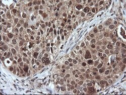 LZIC Mouse anti-Canine, Human, Mouse, Rat, Clone: OTI5E3, lyophilized,