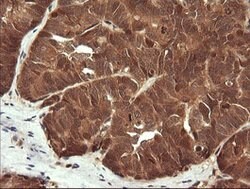LZIC Mouse anti-Canine, Human, Mouse, Rat, Clone: OTI5E3, lyophilized,