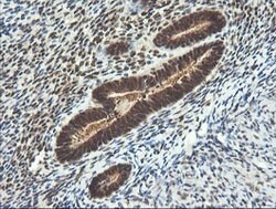 LZIC Mouse anti-Canine, Human, Mouse, Rat, Clone: OTI5E3, lyophilized,