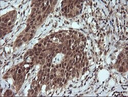 LZIC Mouse anti-Canine, Human, Mouse, Rat, Clone: OTI5E3, lyophilized,