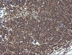 LZIC Mouse anti-Canine, Human, Mouse, Rat, Clone: OTI5E3, lyophilized,