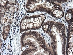 LZIC Mouse anti-Canine, Human, Mouse, Rat, Clone: OTI5E3, lyophilized,