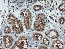 LZIC Mouse anti-Canine, Human, Mouse, Rat, Clone: OTI5E3, lyophilized,