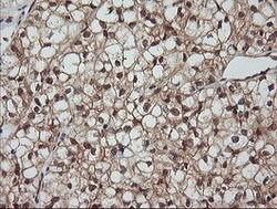 LZIC Mouse anti-Canine, Human, Mouse, Rat, Clone: OTI5E3, lyophilized,