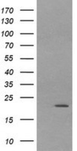 LZIC Mouse anti-Canine, Human, Mouse, Rat, Clone: OTI5E3, lyophilized,