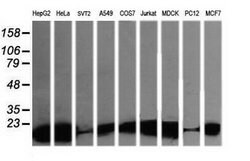LZIC Mouse anti-Canine, Human, Mouse, Rat, Clone: OTI5E3, lyophilized,