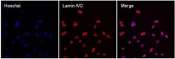 Invitrogen Lamin A/C Monoclonal Antibody (mab636) 200 &mu;L; Unconjugated:Antibodies,