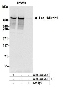 Lasu1/Ureb1 Rabbit anti-Human, Polyclonal, Bethyl Laboratories 100 &mu;L;