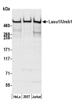 Lasu1/Ureb1 Rabbit anti-Human, Polyclonal, Bethyl Laboratories 100 &mu;L;