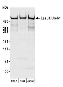 Lasu1/Ureb1 Polyclonal Antibody, Bethyl Laboratories 20 &mu;L; Unconjugated:Antibodies,
