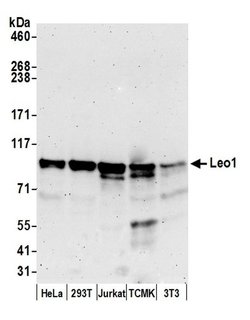 Leo1 Polyclonal Antibody, Bethyl Laboratories 20 &mu;L; Unconjugated:Antibodies,