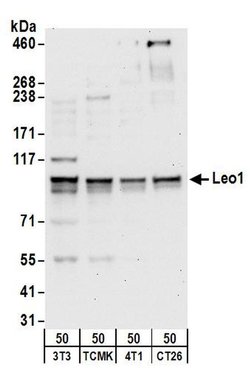 Leo1 Rabbit anti-Human, Mouse, Polyclonal, Bethyl Laboratories 100 &mu;L;