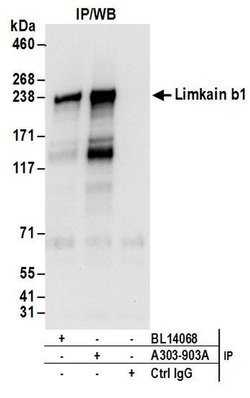 Limkain b1 Rabbit anti-Human, Mouse, Polyclonal, Bethyl Laboratories 100