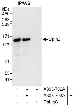 Lipin2 Rabbit anti-Human, Polyclonal, Bethyl Laboratories 10 &mu;L; Unconjugated:Antibodies,