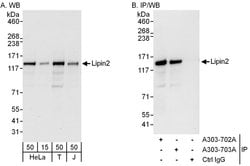 Lipin2 Rabbit anti-Human, Polyclonal, Bethyl Laboratories 100 &mu;L; Unconjugated:Antibodies,