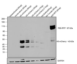 Invitrogen mCherry Monoclonal Antibody (16D7), Pacific Blue 50 Tests; Pacific