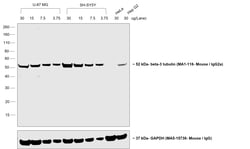 Invitrogen™ Goat anti-Mouse IgG2a Secondary Antibody, HRP