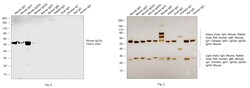 Invitrogen Goat anti-Mouse IgG2a Secondary Antibody, HRP 1 mL; HRP:Antibodies,
