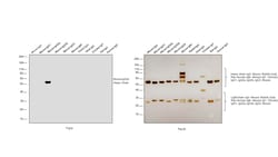 Invitrogen™ Goat anti-Mouse IgG2a Secondary Antibody, Biotin