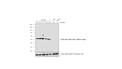 Invitrogen Goat anti-Mouse IgG2a Secondary Antibody, Biotin 500 &mu;L;