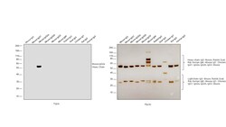 Invitrogen Goat anti-Mouse IgG2a Secondary Antibody, Biotin 500 &mu;L;