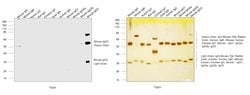 Invitrogen Goat anti-Mouse IgG3 Secondary Antibody, HRP 1 mL; HRP:Antibodies,