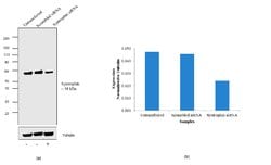 Invitrogen SNTB2 Monoclonal Antibody (1351) 100 &mu;g; Unconjugated:Antibodies,
