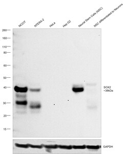 Invitrogen SOX2 Monoclonal Antibody (20G5) 100 &mu;g; Unconjugated:Antibodies,