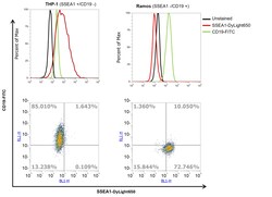 Invitrogen SSEA1 Monoclonal Antibody (MC-480), DyLight 650 100 &mu;L; DyLight
