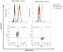 Invitrogen SSEA1 Monoclonal Antibody (MC-480) 100 &mu;g; Unconjugated:Antibodies,