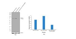 Invitrogen Lamin A Monoclonal Antibody (133A2) 100 &mu;g; Unconjugated:Antibodies,