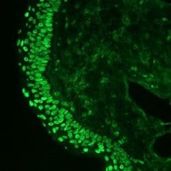 Invitrogen Lamin A/C Monoclonal Antibody (131C3) 100 &mu;g; Unconjugated:Antibodies,