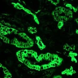 Invitrogen Cytokeratin 7 Monoclonal Antibody (OVTL12/30) 100 &mu;L; Unconjugated:Antibodies,