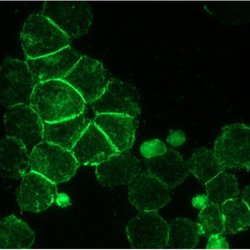 Invitrogen CD56 Monoclonal Antibody (RNL-1) 100 &mu;L; Unconjugated:Antibodies,