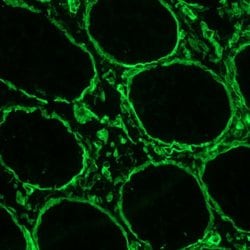 Invitrogen Perlecan Monoclonal Antibody (A7L6) 100 &mu;L; Unconjugated:Antibodies,