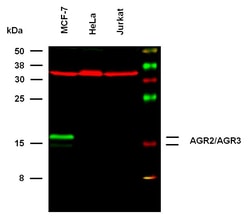 Invitrogen AGR2/AGR3 Monoclonal Antibody (AGR3.4) 100 &mu;g; Unconjugated:Anticorps,