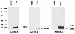 Invitrogen AGR3 Monoclonal Antibody (AGR3.1) 100 &mu;g; Unconjugated:Antibodies,
