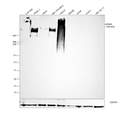 Invitrogen AHNAK Monoclonal Antibody (EM-09) 100 &mu;g | Buy Online | Invitrogen&trade; | Fisher Scientific