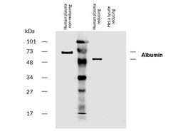 Invitrogen Human Serum Albumin Monoclonal Antibody (AL-01), Biotin 100
