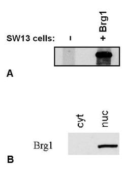 Invitrogen BRG1 Monoclonal Antibody (BRG-01) 100 &mu;g; Unconjugated:Antibodies,