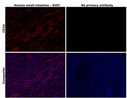 Invitrogen CD34 Monoclonal Antibody (QBEND/10) 100 &mu;g; Unconjugated:Antibodies,
