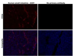 Invitrogen CD34 Monoclonal Antibody (QBEND/10) 100 &mu;g; Unconjugated:Antibodies,
