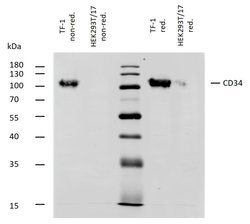 Invitrogen CD34 Monoclonal Antibody (QBEND/10) 100 &mu;g; Unconjugated:Antibodies,