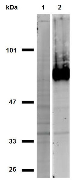 CD44 Monoclonal Antibody (IM7), Invitrogen 100 &mu;g; Unconjugated:Antikörper