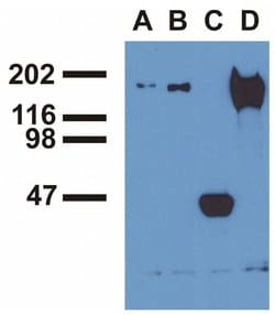Invitrogen Phospho-EGFR (Tyr1173) Monoclonal Antibody (EM-13) 100 &mu;g;