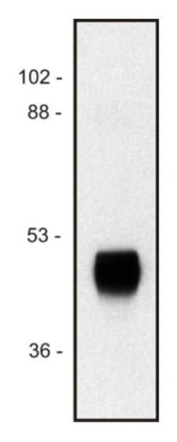 Invitrogen HRP Monoclonal Antibody (HP-03) 100 &mu;g; Unconjugated:Antibodies,